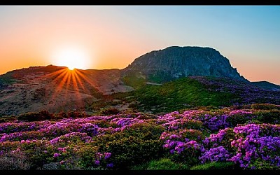 한라산 철쭉모음 1