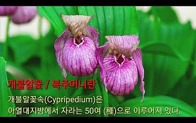 함백산야생화