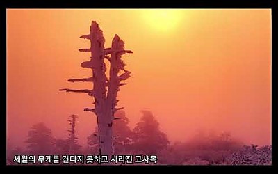 덕유산 눈꽃여행