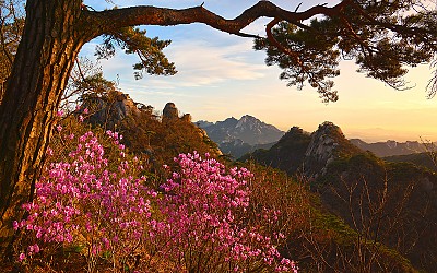 도봉산 진달래 노을 빛