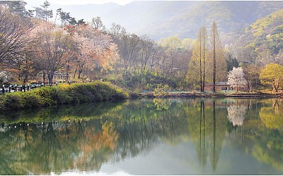 송곡지의 봄