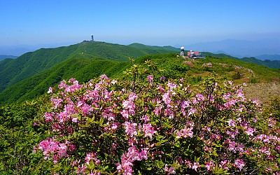 수줍은 듯한 연분홍 소백산 철쪽