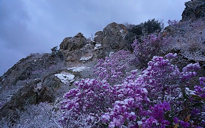 주작산 춘설