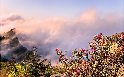 귀떼기청 털진달래