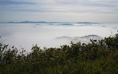 산수국