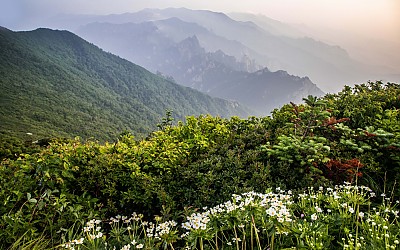 설악산 바람꽃