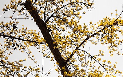 산수유.