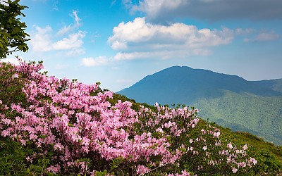 화사한 산정의 향연