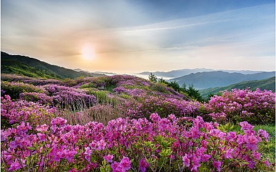 팔랑치