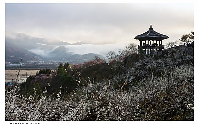 봄이왔네요!!!