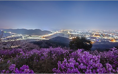 진달래 동산 야경