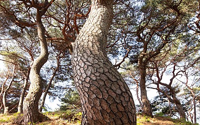 솔 송.