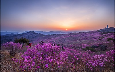 비슬산 참꽃