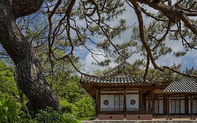 松花1
