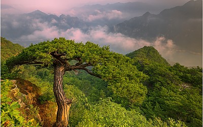 코브라송
