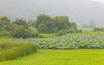 고향산천.