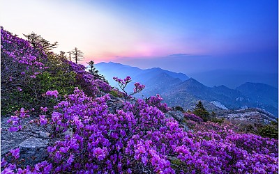 설악산 털진달래~!!