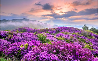 지리산 바래봉~!!