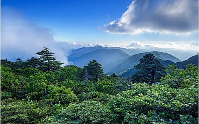 지리산 참꽃이래요 !!