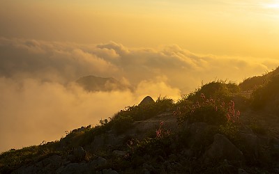 산오이풀&운해