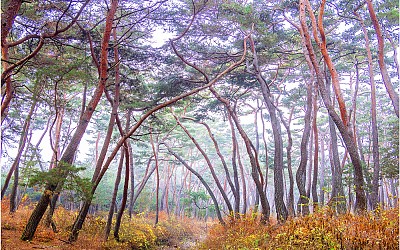 삼릉숲
