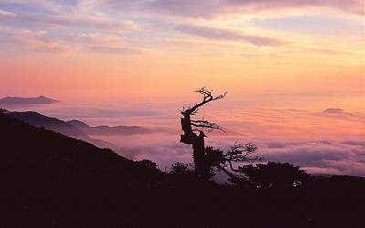 태백산에서