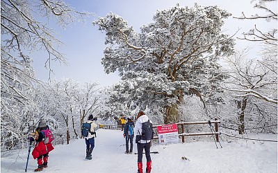 태백산 길목 지킴이~!!