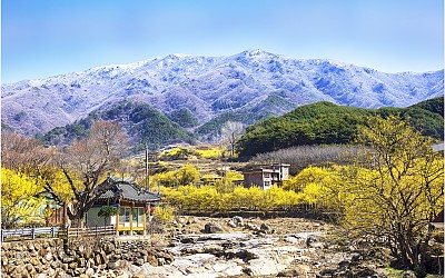 산수유와 상고대