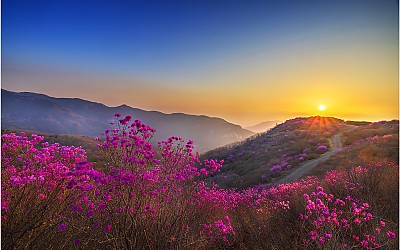 황매산 일출~