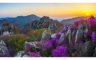 남도의 봄