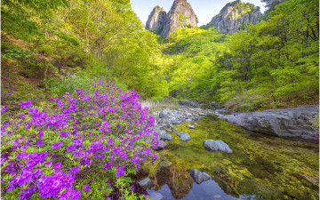 주방천 산철쭉이니뎌~!!