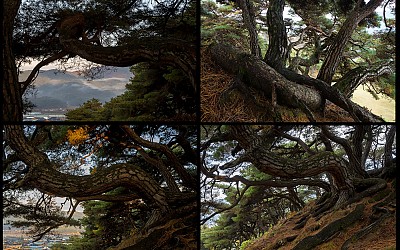 소나무동산에서