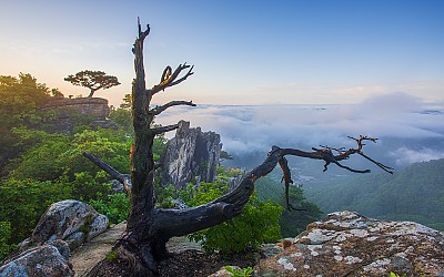 고사목과 운해