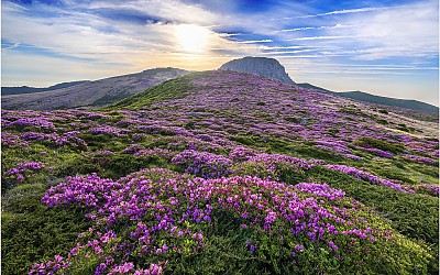 天上의 花園