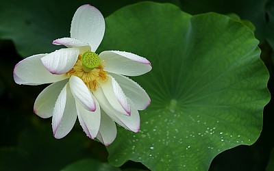 관곡지白蓮23年生.