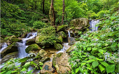 溪流와 山水菊