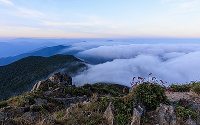 덕유산 산오이풀.