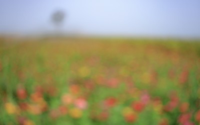 안개 자욱한 날에....