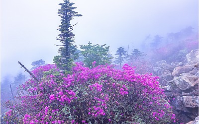 몽환의 아침