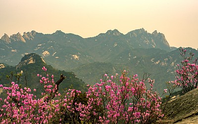 북한산 진달래