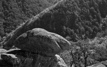 산으로올라온 백상아리...