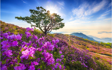 天上의 花園 황매산 !!!