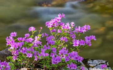 물결 따라 번진 봄빛