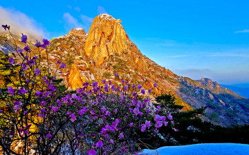 4월에 만난 인수봉의 봄