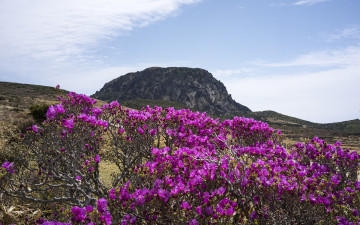 한라산 진달래