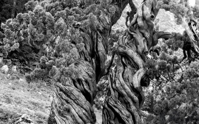 순천 천자암 쌍향수