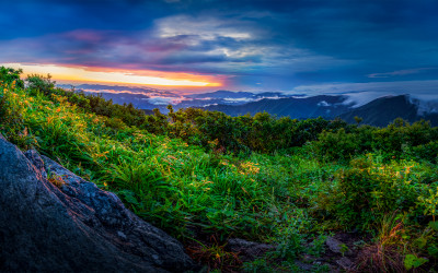 빛을 품은 향적봉 야생화
