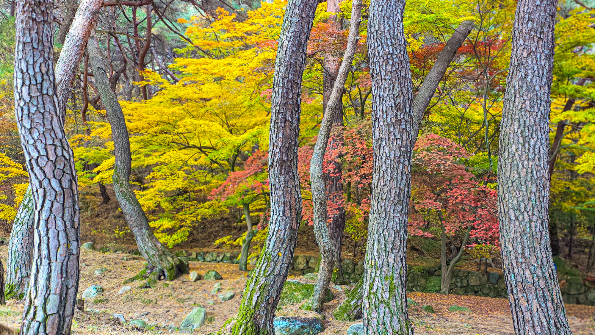 ba16bd26f2882c010214f9b9ff78563d_1763901806_4907.jpg ba16bd26f2882c010214f9b9ff78563d_1763901806_4907.jpg