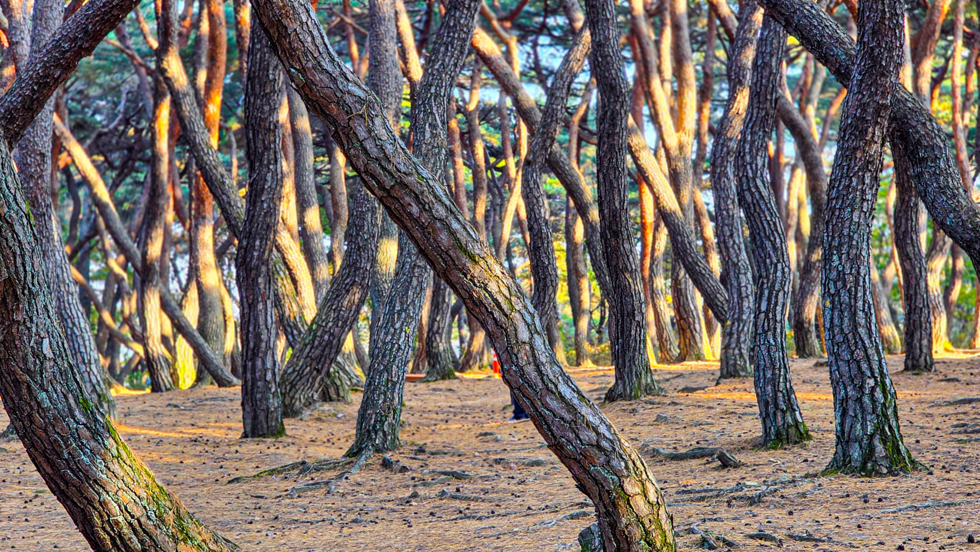 ba16bd26f2882c010214f9b9ff78563d_1763901811_5364.jpg ba16bd26f2882c010214f9b9ff78563d_1763901811_5364.jpg