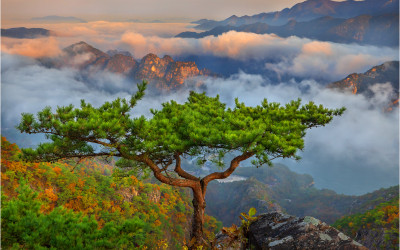 제비봉 三枝之平松 !!!